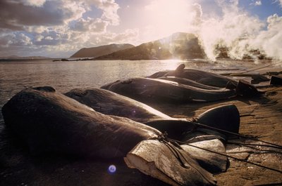 狩りの後、浜辺に並ぶ解体されたクジラ。西海岸オルバニー近郊のフレンチマン湾。 作： James L Stanfield
