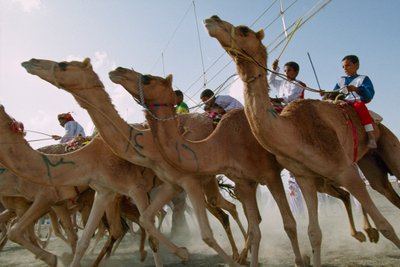 オマーンの建国記念日に行われたラクダレース。オマーン、アル・ファラジ地区競馬場。 作： James L Stanfield