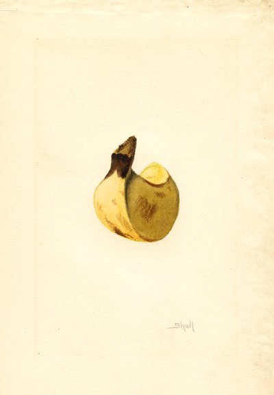 バナナ（ムサ） （水彩） 作： James Marion Shull