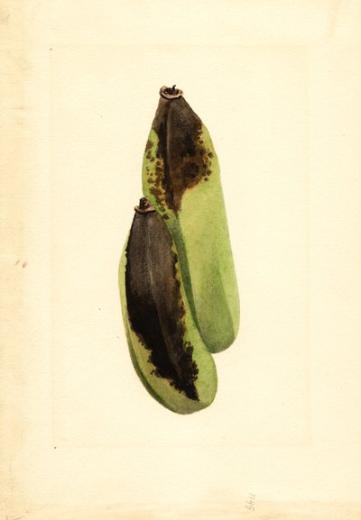 バナナ（ムサ） （水彩画） 作： James Marion Shull