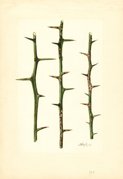 オレンジの茎にできた柑橘類のカンキツ (水彩) 作： James Marion Shull
