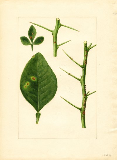 病気になったオレンジの木の葉と小枝（Poncirus trifoliata）（水彩画） 作： James Marion Shull