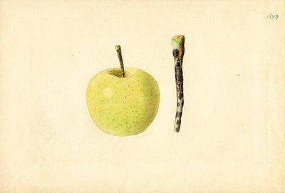 ゴールデンデリシャスアップル ( Malus domestica ) （水彩画） 作： James Marion Shull