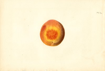桃 ( Prunus persica: Elberta ) (水彩) 作： James Marion Shull