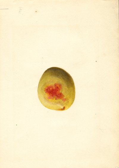 桃 ( Prunus persica: Elberta ) (水彩) 作： James Marion Shull