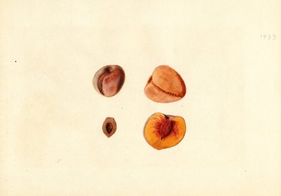 桃 （水彩画 作： James Marion Shull