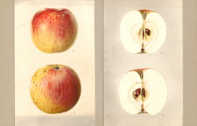 ウィルソン・ジューンアップル (Malus domestica) (水彩) 作： James Marion Shull