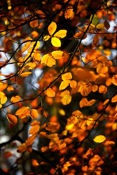木の枝にまだ黄色と金色の紅葉, 2009 作： James McCormick