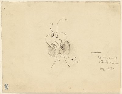 バタフライ 作： James McNeill Whistler