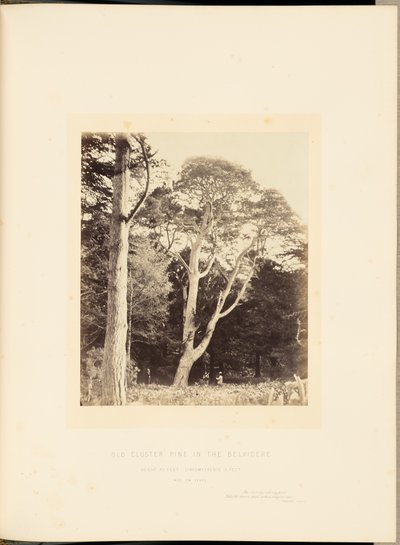 ベルビデールのオールド・クラスター・パイン 作： James Sinclair, 14th Earl of Caithness