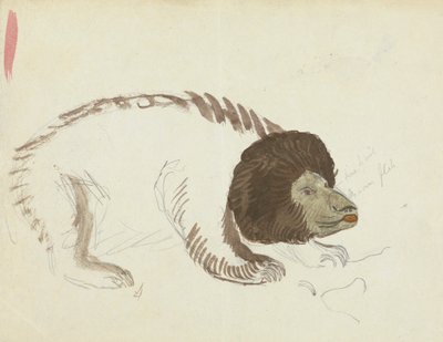 Um urso 作： James Sowerby