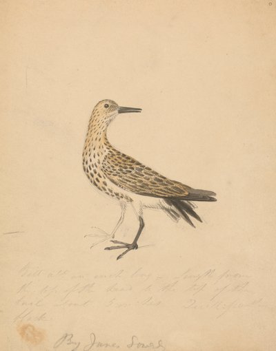 鳥 作： James Sowerby