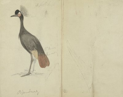 Nosturi 作： James Sowerby