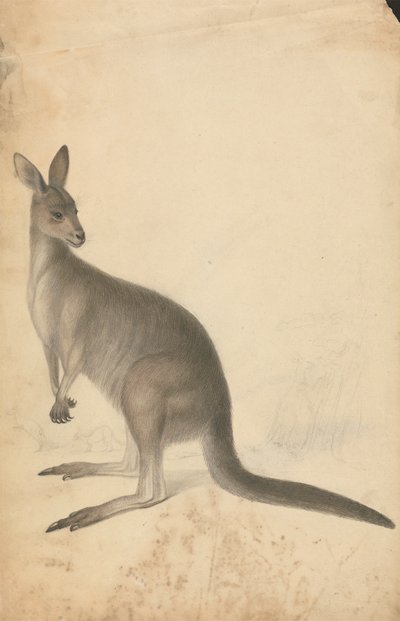 バック グラウンドで 3 つのカンガルーとカンガルー 作： James Sowerby