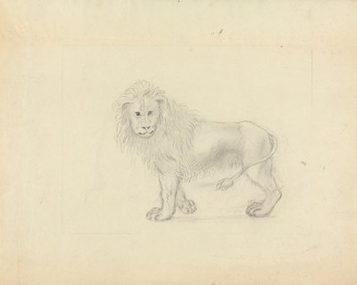 ライオン 作： James Sowerby