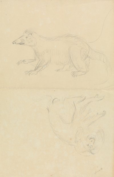 A Mammal (coatimundi?) and a Primate (Marmoset?). A Coatimundi and a Lion-Headed Marmoset   1434273   ja       japanese Successfully Translated  Original: Loch Lomond Translat: Loch Lomond 1447500 ja japanese Successfully Translated Original: Study of a Re 作： James Sowerby