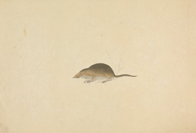 じゃじゃ馬 作： James Sowerby