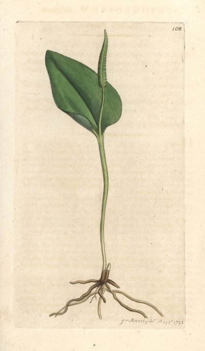 アダーの舌、Ophioglossum vulgatum (Ophioglossum) ロンドンの James Smith