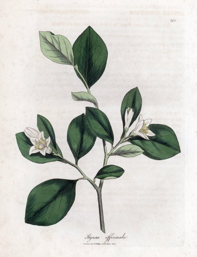 Aliboufier - Storax、Styrax オフィシナリス。 ウィリアム・ウッドヴィルのジェームス・ソワービーによる植物のイラストからの手彩色の銅版画とウィリアム・ジャクソン・フッカー卿の「「医学植物学」」、ジョン・ボーン、ロンドン 作： James Sowerby