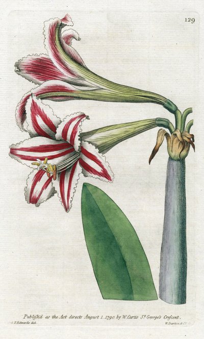 Amaryllis Variete、南アメリカ原産 - James Sowerby (1757-1822) によるリトグラフィー、William Curtis (1746-1799) による Botanical Magazine より 作： James Sowerby