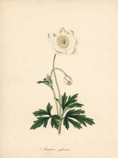 ドリル ビットのアネモネ - スノー ドロップ アネモネ、アネモネ sylvestris。 William Curtis の「Botanical Magazine」に掲載された James Sowerby のイラストから引用。M. A. Burnett 氏が「Plantae Utiliores: or Illus. 作： James Sowerby