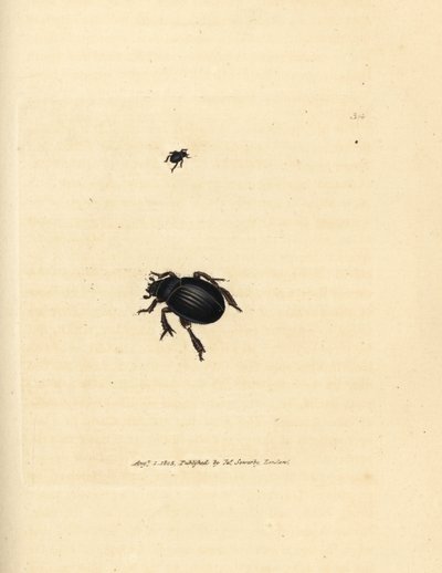 Aphodius arenarius カブトムシ (Scarabaeus ovalis)。 The British Miscellany の James Sowerby による手彩色の銅版画、または新しい、珍しい、またはほとんど知られていない動物の彩色された図。 作： James Sowerby
