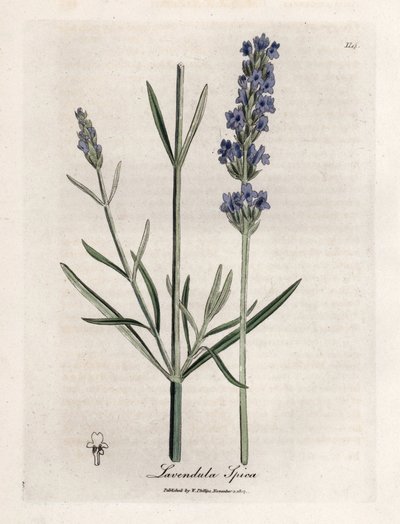 アピックラベンダー。 Botanique Medicinale の James Sowerby (1757-1822) による素描からの手彩色の銅版画 作： James Sowerby
