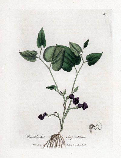 Aristoloche variete - スネークルートの誕生草、Aristolochia serpentaria。 ジェームズ・ソワービーによるウィリアム・ウッドビルの植物図とウィリアム・ジャクソン・フッカー卿の「「医療植物学」」、ジョン・ボーン、ロンドンの手彩色銅版画 作： James Sowerby