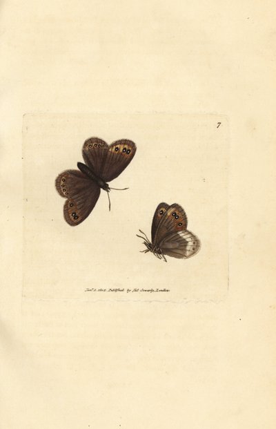 アランブラウン、エレビア・リゲア（アゲハ・リゲア）。 The British Miscellany の James Sowerby による手彩色の銅版画、または新しい、珍しい、またはほとんど知られていない動物の彩色された図。 作： James Sowerby