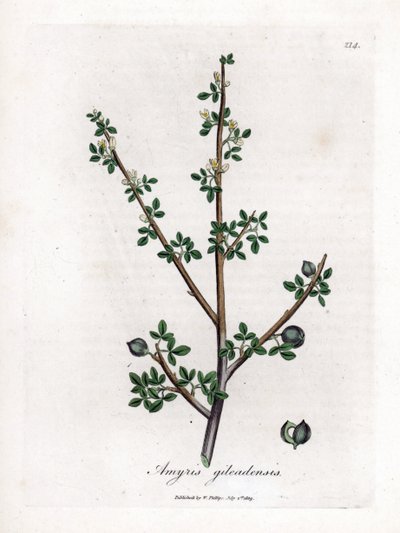 バルサム オブ メッカまたはバルサム オブ ガラード - バルサム オブ メッカ、Commiphora gileadensis。 ジェームズ・ソワービーによるウィリアム・ウッドビルの植物図とウィリアム・ジャクソン・フッカー卿の「「医学植物学」」、ジョン・ボーン、ロンドンの手彩色の銅版画 作： James Sowerby