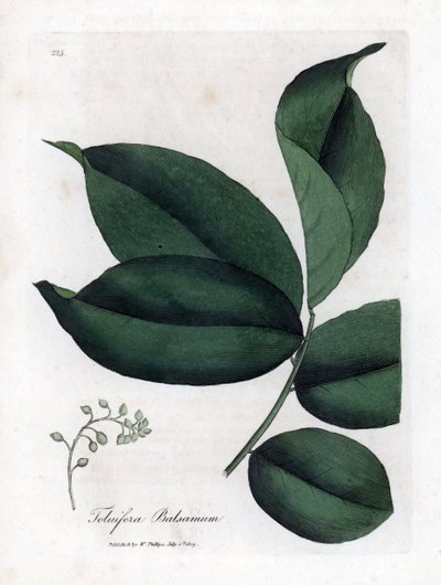 トル ツリーのバルサム、Myroxylon toluifera balsamum。 ウィリアム・ウッドヴィルのジェームス・ソワービーによる植物のイラストからの手彩色の銅版画とウィリアム・ジャクソン・フッカー卿の「「医学植物学」」、ジョン・ボーン、ロンドン 作： James Sowerby