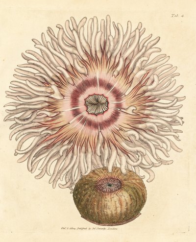 ビーズレット アネモネ、アクチニア エクイナ。 The British Miscellany の James Sowerby による手彩色の銅版画、または新しい、珍しい、またはほとんど知られていない動物の彩色された図。 作： James Sowerby