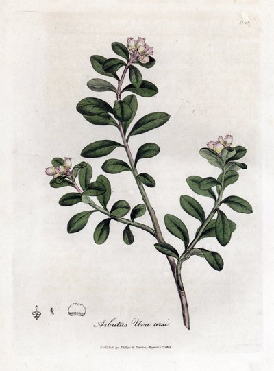 ベアー グレープまたはベアベリー - アービュートゥスまたはベアベリー、Arctostaphylos uva-ursi の末尾。 ジェームズ・ソワービーによるウィリアム・ウッドヴィルの植物図とサー・ウィリアム・ジャクソン・フッカーの「「医学植物学」」、ジョン・ボーン、ロンドン 作： James Sowerby