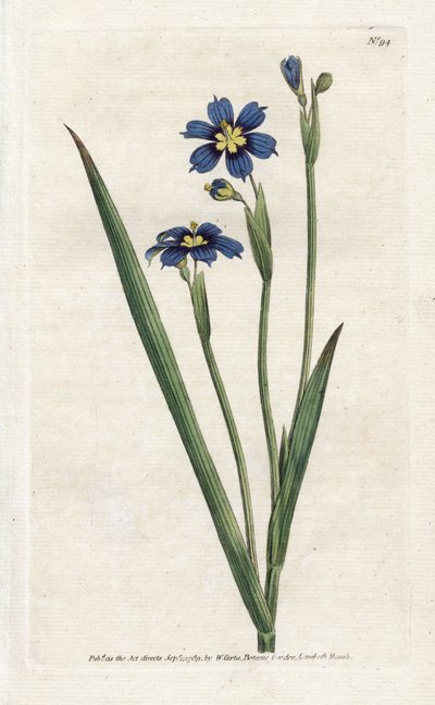 細い葉を持つバミューダ - James Sowerby (1757-1822) によるリトグラフィー、William Curtis (1746-1799) の Botanical Magazine より 作： James Sowerby