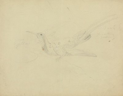 極楽鳥 作： James Sowerby