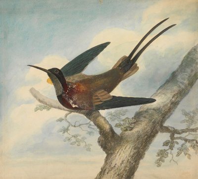 Bird of Paradise and Verso: Sketch of a Flower   1437411   ja       japanese Successfully Translated  Original: A large man eating a tiny lady and her house. Translat: A large man eating a tiny lady and her house. 1455326 ja japanese Successfully Translate 作： James Sowerby