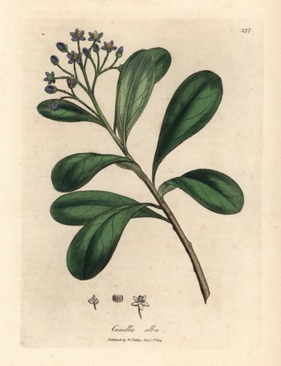 青い花、月桂樹の葉のカネラ、カネラ アルバ、カネラ ウィンターナ 作： James Sowerby