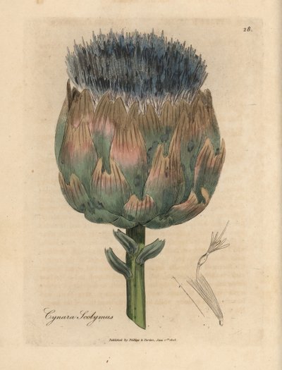 青と紫の花のアーティ チョーク、Cynara scolymus 作： James Sowerby