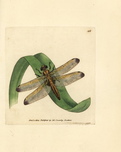 青いチェイサー、Libellula fulva (ステンド グラス、Libellula conspurcata)。 The British Miscellany の James Sowerby による手彩色の銅版画、または新しい、珍しい、またはほとんど知られていない動物の彩色された図。 作： James Sowerby