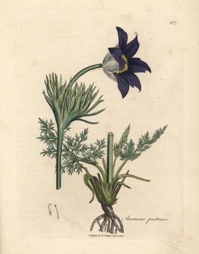 青い花の咲く牧草地アネモネまたはオキナグサの花、アネモネ・プラテンシス 作： James Sowerby