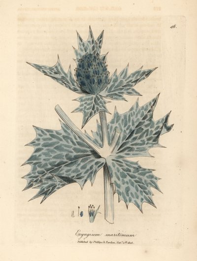 青い花の海ヒイラギまたは eryngo、Eryngium maritinum 作： James Sowerby