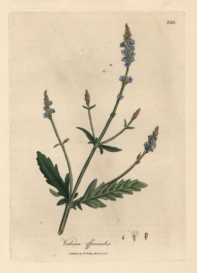 青い花のバーベナ、バーベナ オフィシナリス 作： James Sowerby