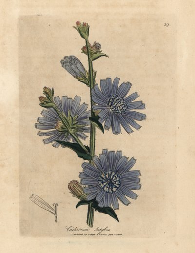 青い花を咲かせた野生のサッコリーまたはチコリ、Cichorium intybus 作： James Sowerby