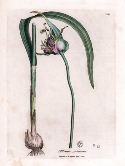 植物ボード: 球根、葉、紫色の花を示すニンニク (Allium sativum) の栽培。 James Sowerby によるイラストからの手彩色の銅版画。 ウィリアム・ウッドヴィルとサー・ウィリアム・ジャクソン・フッカーの著書「」ボタニック・メディックからの抜粋 作： James Sowerby