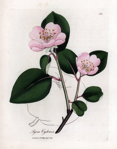 植物ボード: 花とカリン、コグナシエ (Cydonia oblonga) の果実 - 果実の輪郭を持つピンクの花が咲くカリンの木、Pyrus cydonia。 ウィリアム・ウッドヴィルとサー・ウィルのジェームズ・ソワービーによる植物のイラストからの手彩色の銅版画 作： James Sowerby