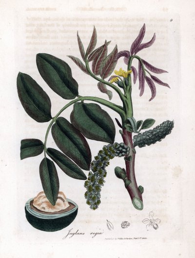 植物ボード：葉、植物、クルミの果実 一般的なクルミの木の葉、黄色の花、ナッツ。 ウィリアム・ウッドヴィルとサー・ウィリアム・ジャクソン・フッカーのジェームズ・ソワービーによる植物のイラストからの手彩色の銅版画 作： James Sowerby