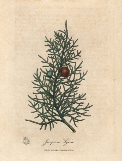 杉の木、Juniperus lycia の枝と果実 作： James Sowerby