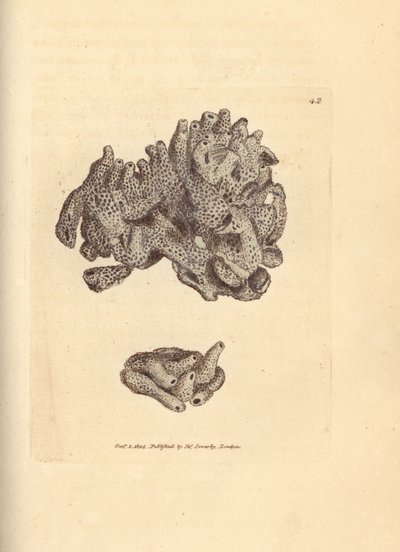 パンくずスポンジ、Halichondria panicea (コンパクト管状スポンジ; Spongia compacta)。 The British Miscellany の James Sowerby による手彩色の銅版画、または新しい、珍しい、またはほとんど知られていない動物の彩色された図。 作： James Sowerby