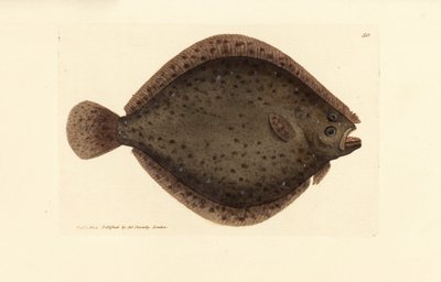 ブリルまたはトビ魚、Scophthalmus rhombus (Pleuronectes rhombus)。 The British Miscellany の James Sowerby による手彩色の銅版画、または新しい、珍しい、またはほとんど知られていない動物の彩色された図。 作： James Sowerby