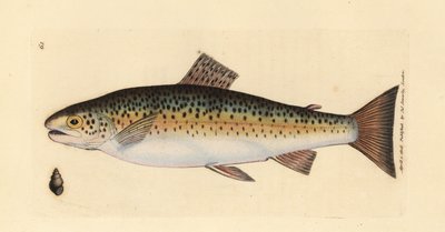 ブラウン トラウト、サルモ トラッタ ファリオ (ギラルー トラウト、サルモ ファリオ)。 The British Miscellany の James Sowerby による手彩色の銅版画、または新しい、珍しい、またはほとんど知られていない動物の彩色された図。 作： James Sowerby
